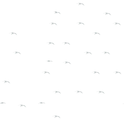 birds-flock